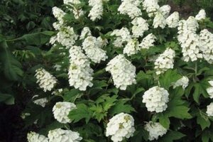 Hydrangea querc. Snow Queen 25-30 cm cont. 3,0L - afbeelding 2