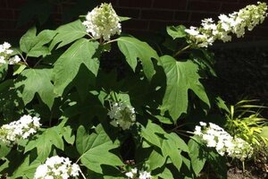 Hydrangea querc. Snow Queen 25-30 cm cont. 3,0L - afbeelding 3