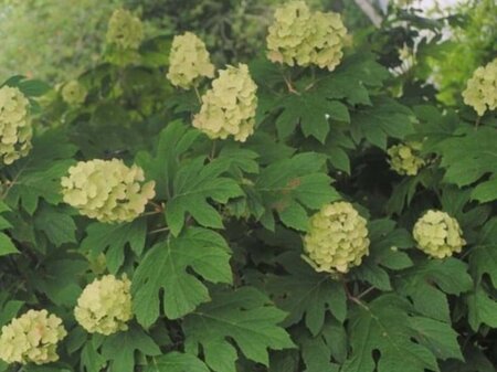 Hydrangea querc. Snow Queen 25-30 cm cont. 3,0L - afbeelding 4