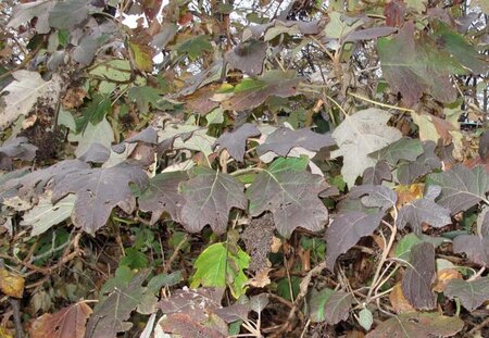 Hydrangea quercifolia 40-60 cm cont. 3,0L - afbeelding 1