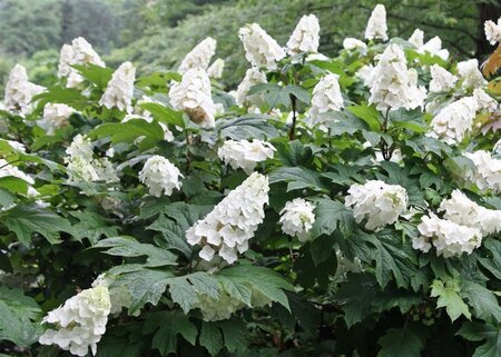 Hydrangea quercifolia 40-60 cm cont. 3,0L - afbeelding 2