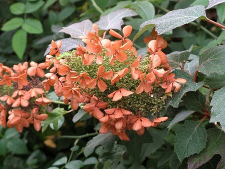 Hydrangea quercifolia 40-60 cm cont. 3,0L - afbeelding 3