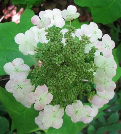 Hydrangea quercifolia 40-60 cm cont. 3,0L - afbeelding 4