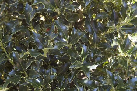 Ilex aq. 'Alaska' 100-125 cm met kluit - afbeelding 1