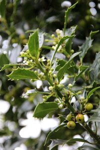 Ilex aq. 'Alaska' 100-125 cm met kluit - afbeelding 3