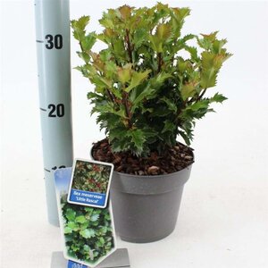 Ilex meserv. Little Rascal 20-25 cm cont. 2,0L - afbeelding 1