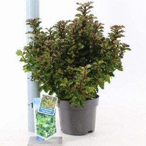 Ilex meserv. Little Rascal 20-25 cm cont. 2,0L - afbeelding 2