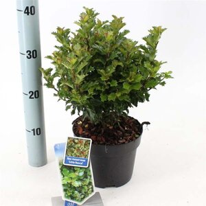 Ilex meserv. Little Rascal 20-25 cm cont. 2,0L - afbeelding 3