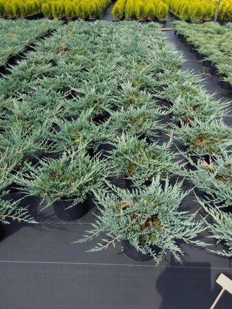 Juniperus h. 'Blue Chip' 40-50 cm cont. 7,5L - afbeelding 2