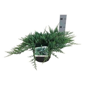 Juniperus h. 'Blue Chip' 40-50 cm cont. 7,5L - afbeelding 1