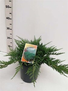 Juniperus h. 'Prince of Wales' 30-40 cm cont. 3,5L - afbeelding 2