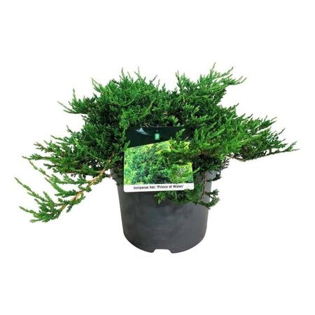 Juniperus h. 'Prince of Wales' 40-50 cm cont. 7,5L - afbeelding 4