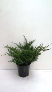 Juniperus pf. 'Mint Julep' 30-40 cm cont. 3,5L - afbeelding 1