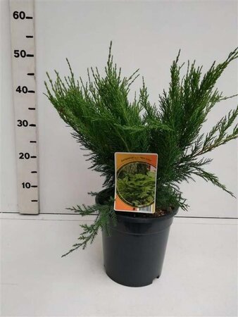 Juniperus pf. 'Mint Julep' 30-40 cm cont. 3,5L - afbeelding 2