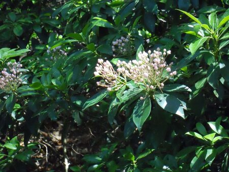 Kalmia latifolia 25-30 cm cont. 3,0L - afbeelding 1