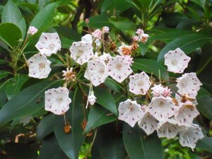 Kalmia latifolia 25-30 cm cont. 3,0L - afbeelding 2