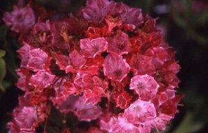 Kalmia latifolia 25-30 cm cont. 3,0L - afbeelding 3