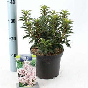 Kalmia lat. 'Elf' 25-30 cm cont. 3,0L - afbeelding 2