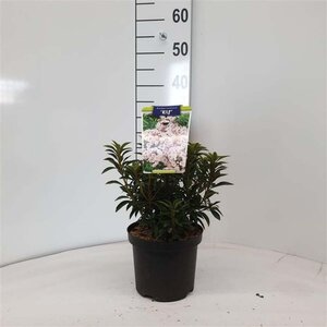 Kalmia lat. 'Elf' 25-30 cm cont. 3,0L - afbeelding 1