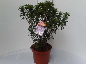 Kalmia lat. 'Little Linda' 25-30 cm cont. 3,0L - afbeelding 1