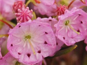 Kalmia polifolia 15-20 cm cont. 3,0L - afbeelding 1