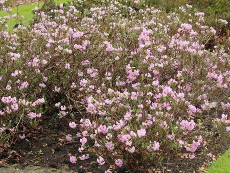 Kalmia polifolia 15-20 cm cont. 3,0L - afbeelding 2