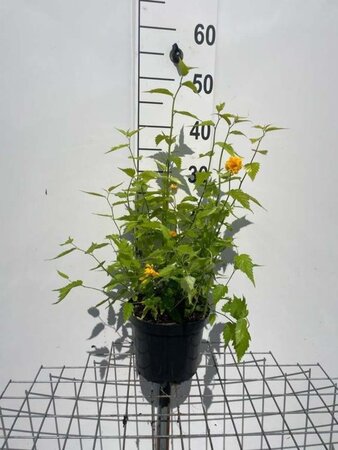 Kerria jap. 'Pleniflora' geen maat specificatie cont. 3,0L