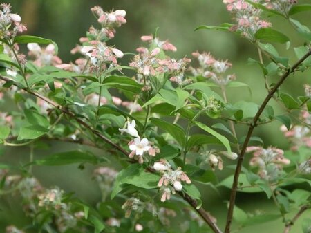 Kolkwitzia amabilis 'Pink Cloud' 40-60 cm cont. 3,0L - afbeelding 4