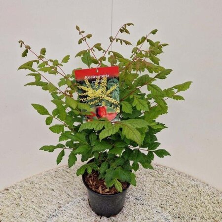 Koelreuteria paniculata 25-30 cm cont. 2,0L