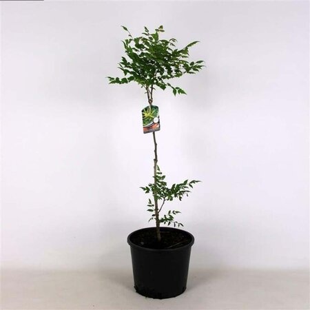 Koelreuteria paniculata 80-100 cm cont. 12L - afbeelding 2