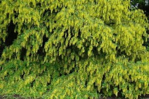 Laburnum anagyroides 100-125 cm wortelgoed 3-5 tak struik - afbeelding 1