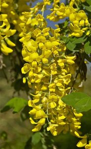 Laburnum anagyroides 100-125 cm wortelgoed 3-5 tak struik - afbeelding 2