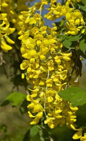 Laburnum anagyroides 60-100 cm cont. 3,0L 3-5 tak - afbeelding 2