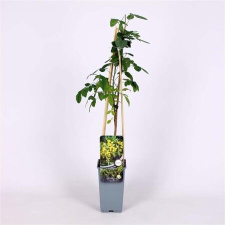 Laburnum anagyroides 70 cm vierkant 2L