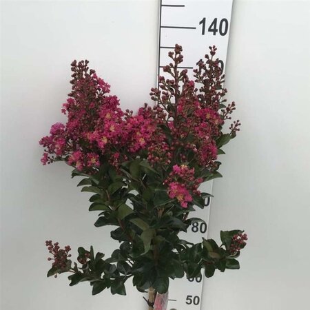 Lagerstroemia indica "Berry Dazzle" 80 cm stam cont. 7,5L - afbeelding 1