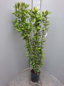 Laurus nobilis 100-125 cm cont. 5,0L - afbeelding 2