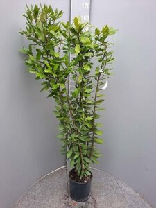 Laurus nobilis 100-125 cm cont. 5,0L - afbeelding 3