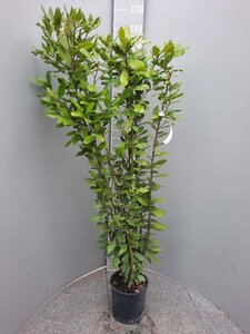 Laurus nobilis 100-125 cm cont. 5,0L - afbeelding 1