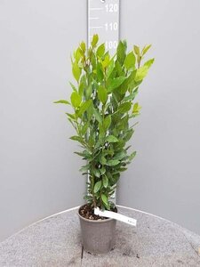 Laurus nobilis 60-80 cm cont. 3,0L