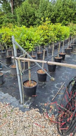 Laurus nobilis halfstam cont. 18L