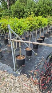 Laurus nobilis halfstam cont. 18L