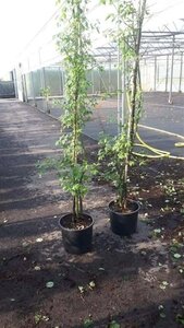 Laburnum wat. 'Vossii' 200-225 cm cont. 15L