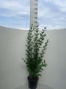 Ligustrum ovalifolium geen maat specificatie cont. 7,5L - afbeelding 1