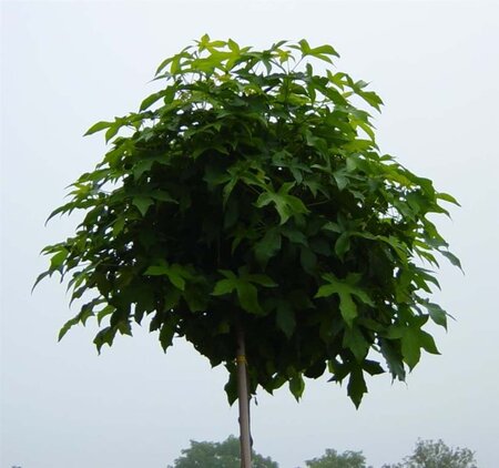 Liquidambar s. 'Gum Ball' 120 cm stam cont. 12L - afbeelding 3