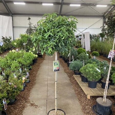 Liquidambar s. 'Gum Ball' 120 cm stam cont. 12L - afbeelding 1