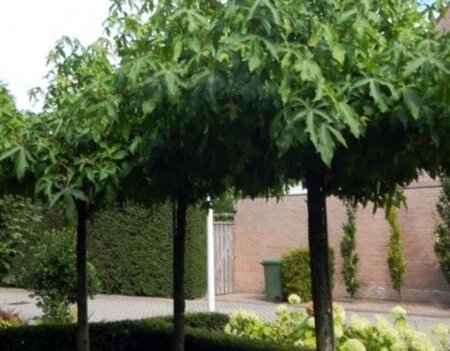 Liquidambar s. 'Gum Ball' 120 cm stam cont. 12L - afbeelding 4