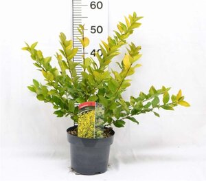 Ligustrum 'Vicaryi' 30-40 cm cont. 3,0L - afbeelding 4