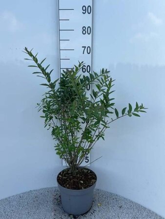 Ligustrum vulg. 'Lodense' 40-60 cm cont. 5,0L