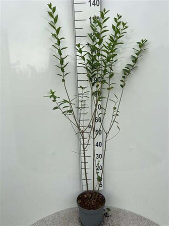 Ligustrum vulgare 150-175 cm cont. 5,0L - afbeelding 1