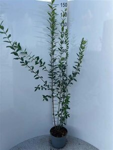 Ligustrum vulgare 150-175 cm cont. 5,0L - afbeelding 2